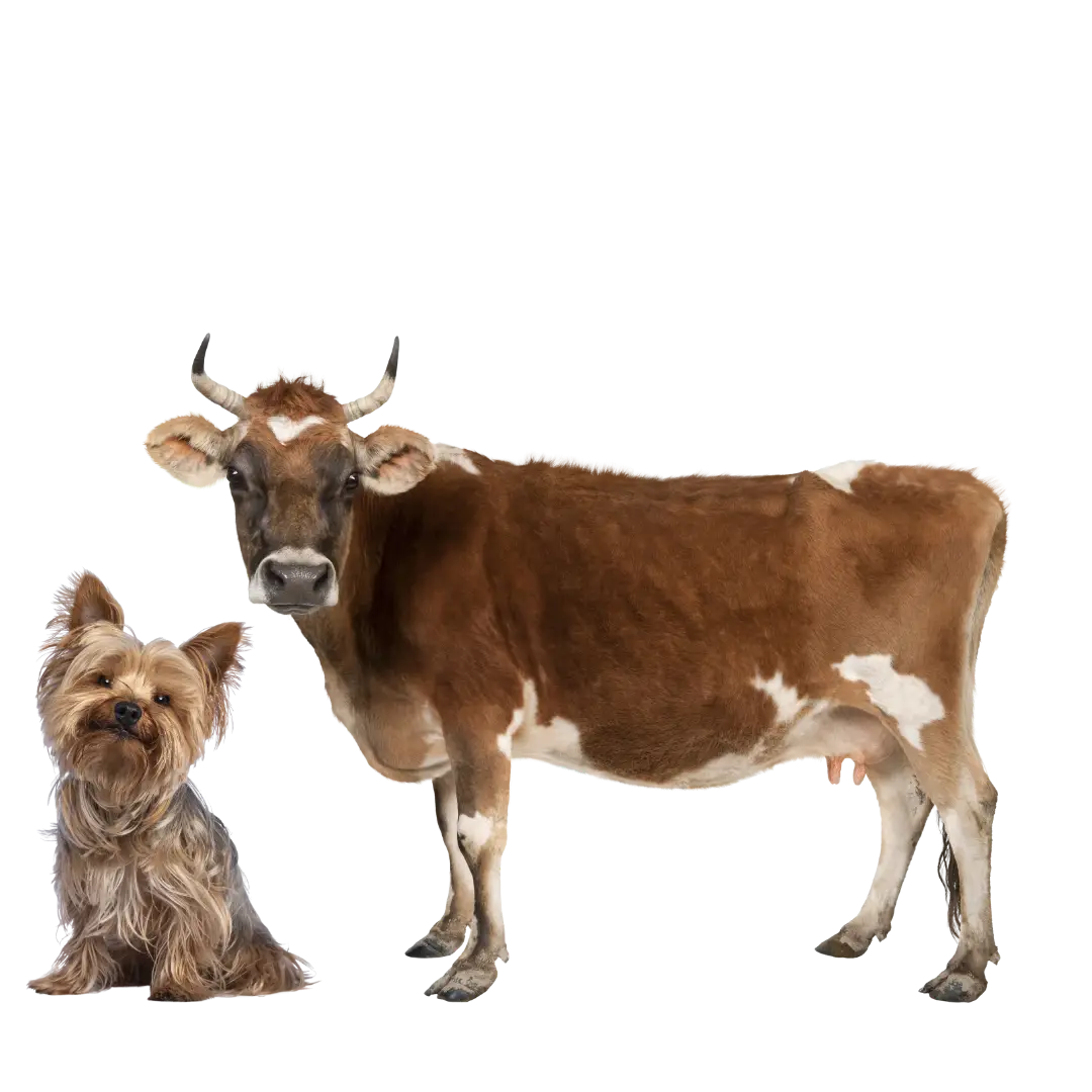 Dog and Cow